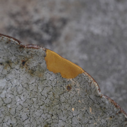 KINTSUGI Shingo Umano Flower Plate